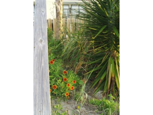 myrtlebeachflowers1.jpg