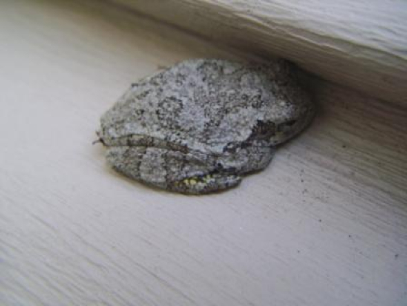 treefrog1.jpg