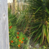 myrtlebeachflowers1.jpg