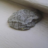 treefrog1.jpg